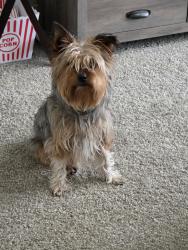 Found/Stray Female Dog last seen Elm/111th, Broken Arrow, OK 74011