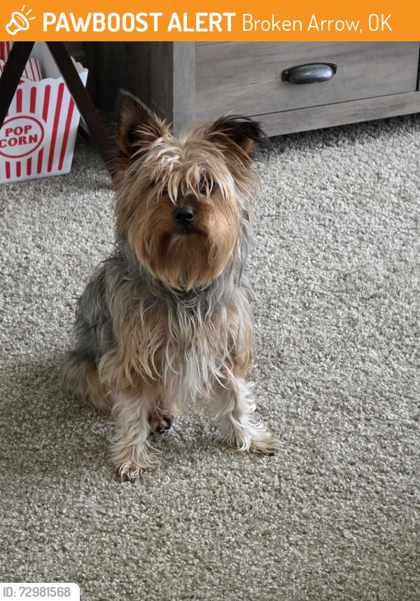 Found/Stray Female Dog last seen Elm/111th, Broken Arrow, OK 74011