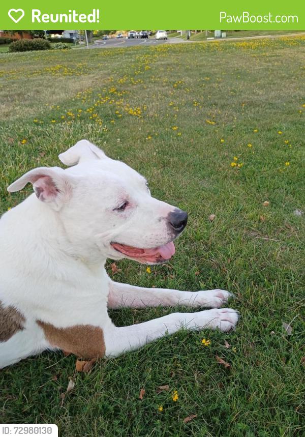 Reunited Male Dog last seen Egret Park, Sacramento, CA 95835