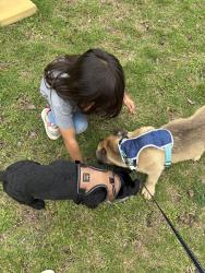 Lost Male Dog last seen Coit road 75240, Dallas, TX 75240