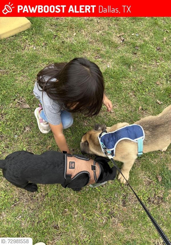Lost Male Dog last seen Coit road 75240, Dallas, TX 75240