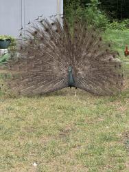 Lost Male Bird last seen Old Mt Rd, Statesville, NC 28677