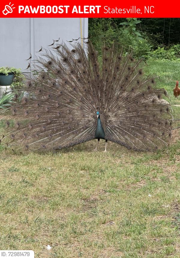 Lost Male Bird last seen Old Mt Rd, Statesville, NC 28677