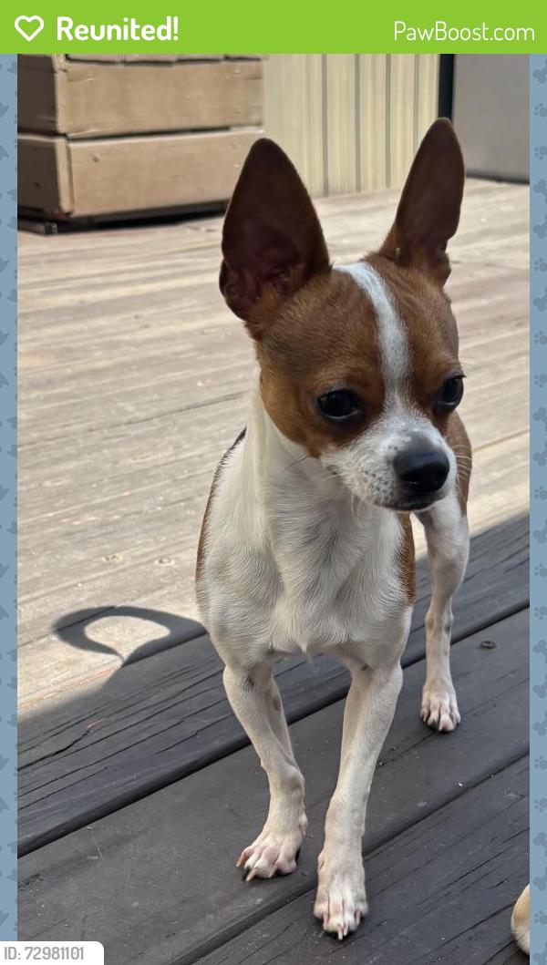 Reunited Male Dog last seen Near n 68th way, Hollywood fl, Hollywood, FL 33024