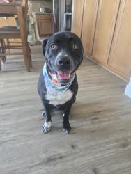 Reunited Male Dog last seen W. Heritage Lake Drive, Menifee, CA 92585
