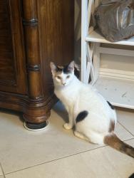 Reunited Female Cat last seen 10th and Kirk, Palm Springs, FL 33461