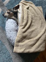 Reunited Male Dog last seen Birchwood at Amsterdam, Fort Wright, KY 41011