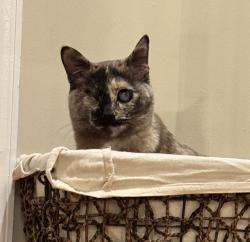 Lost Female Cat last seen Near Potomac Falls HS, Cascades, VA 20165