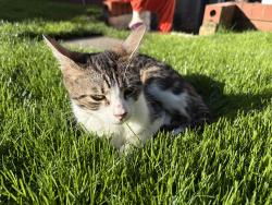 Found/Stray Female Cat last seen Near Faversham Rd, Greater London, England SE6 4XE
