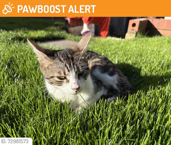 Found/Stray Female Cat last seen Near Faversham Rd, Greater London, England SE6 4XE
