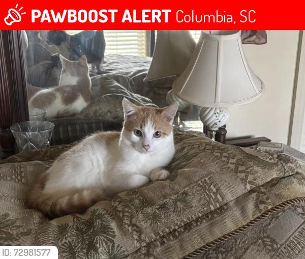 Lost Female Cat last seen Macon Road, Columbia, SC 29209