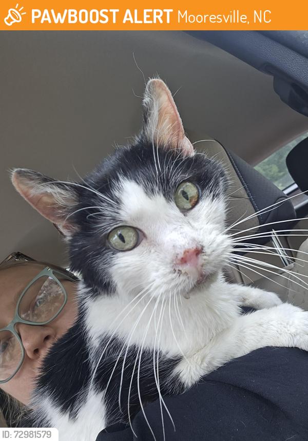 Found/Stray Male Cat last seen Near Grover court, Mooresville, NC 28115