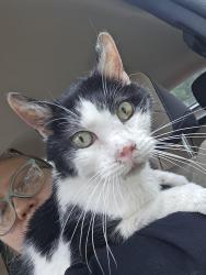 Found/Stray Male Cat last seen Near Grover court, Mooresville, NC 28115