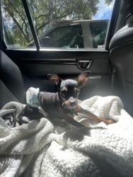 Lost Male Dog last seen S Alderwood st , Winter Springs, FL 32708