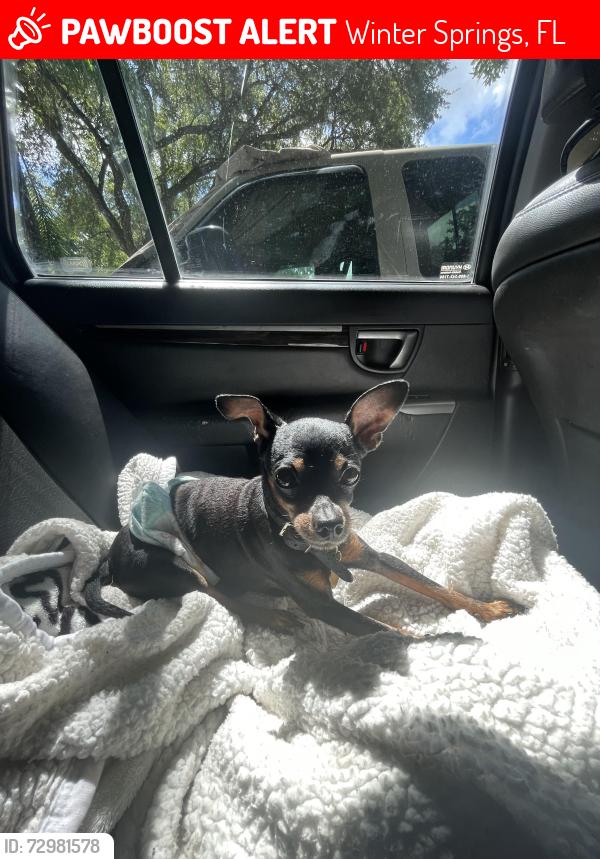 Lost Male Dog last seen S Alderwood st , Winter Springs, FL 32708