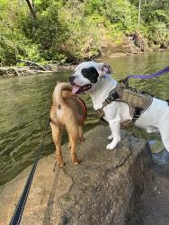 Lost Male Dog last seen Ingles , East Flat Rock, NC 28726