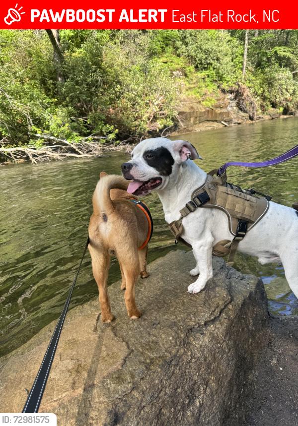 Lost Male Dog last seen Ingles , East Flat Rock, NC 28726
