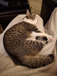 Reunited Male Cat last seen In a yard between Bedford and Marlborough Rds, Bloomfield Township, MI 48302