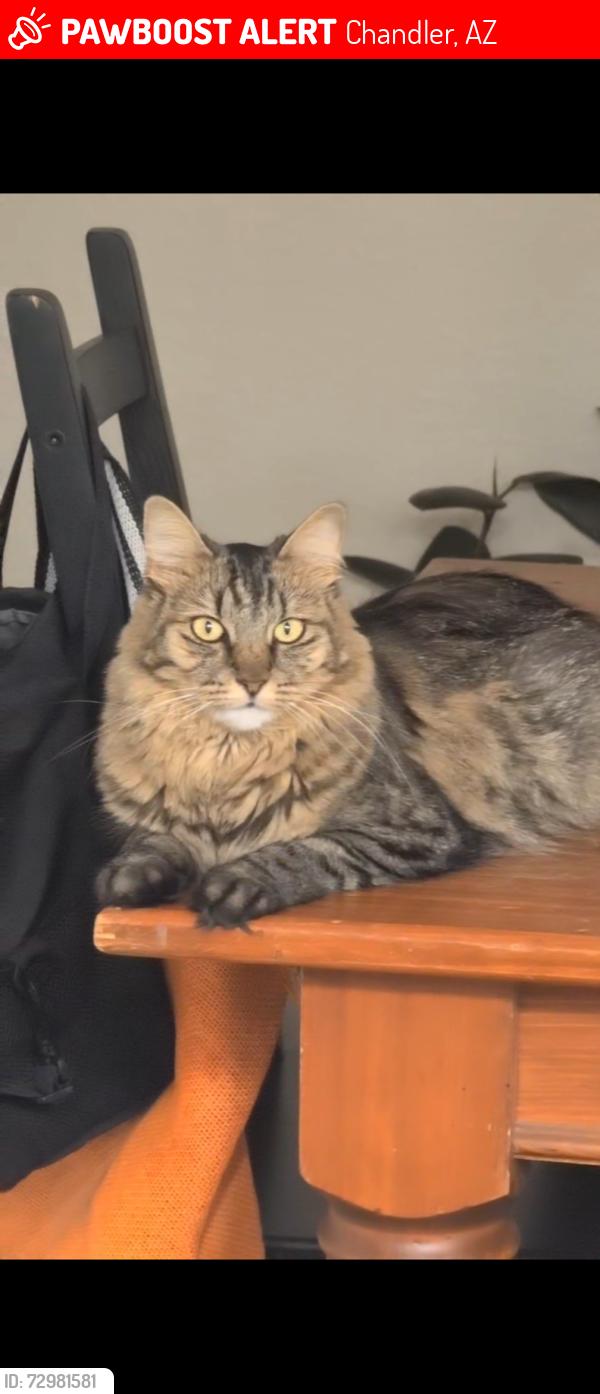 Lost Female Cat last seen Arizona and Elliot , Chandler, AZ 85225