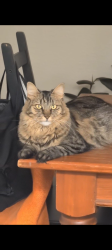 Lost Female Cat last seen Arizona and Elliot , Chandler, AZ 85225