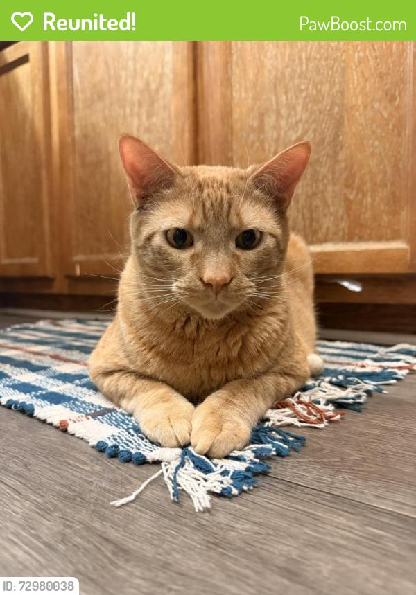 Reunited Male Cat last seen Near Ventura Ln, Columbia, TN 38401