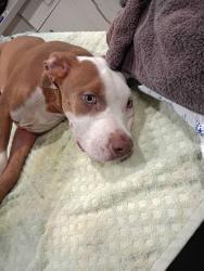 Shelter Stray Male Dog last seen Atlanta, GA 30354, Atlanta, GA 30336