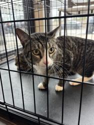 Shelter Stray Male Cat last seen Near Cushman Circle, Atlanta, GA, 1251 Fulton Industrial Blvd NW, Atlanta, GA 30336, USA