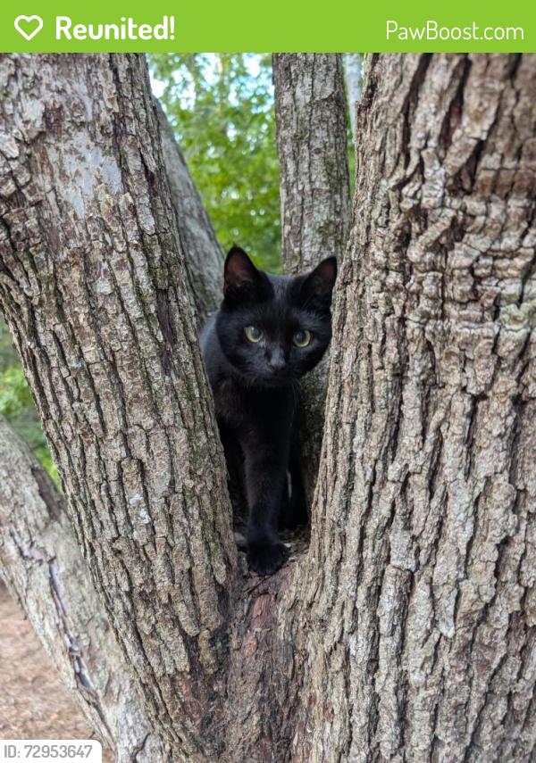 Reunited Male Cat last seen Peachtree Elementary, Norcross, GA 30092