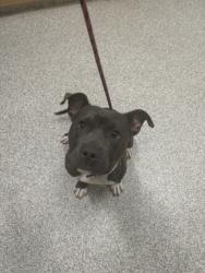 Shelter Stray Male Dog last seen Near N Mount St, 21217, MD, Baltimore, MD 21230