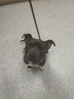 Shelter Stray Male Dog last seen Near N Mount St, 21217, MD, Baltimore, MD 21230