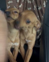 Reunited Male Dog last seen Tyson & Penny, Perris, CA 92570