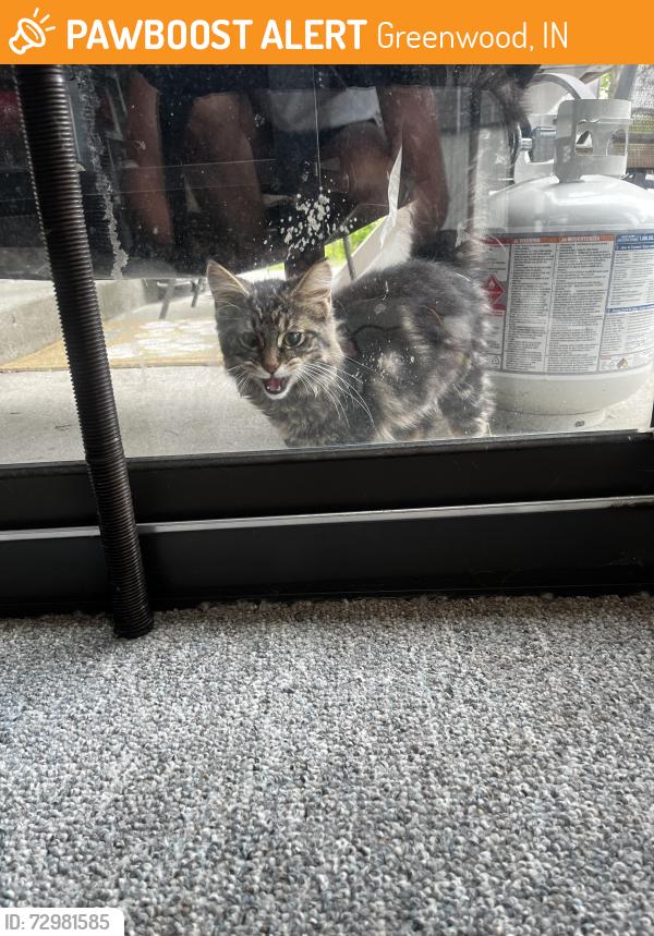 Found/Stray Unknown Cat last seen Smith valley, Greenwood, IN 46143