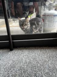 Found/Stray Unknown Cat last seen Smith valley, Greenwood, IN 46143