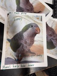 Lost Male Bird last seen Near Columbia Ave , Jersey City, NJ 07307