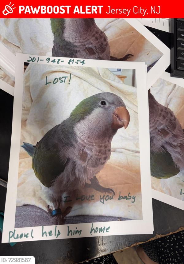 Lost Male Bird last seen Near Columbia Ave , Jersey City, NJ 07307