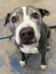 Shelter Stray Male Dog last seen Jefferson st, Beverly Hills, FL, 4030 S Airport Rd, Inverness, FL 34450, USA