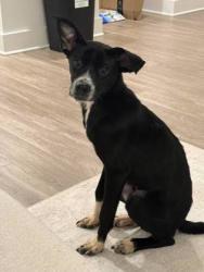 Shelter Stray Male Dog last seen Near South Hairston Road, 30088, GA, Atlanta, GA 30341