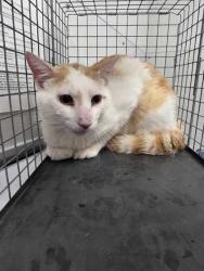 Shelter Stray Male Cat last seen Strawberry Plains, TN 37871, Sevierville, TN 37862