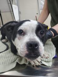 Shelter Stray Unknown Dog last seen Mount Pleasant, SC 29464, North Charleston, SC 29406