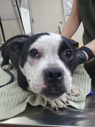 Shelter Stray Unknown Dog last seen Mount Pleasant, SC 29464, North Charleston, SC 29406