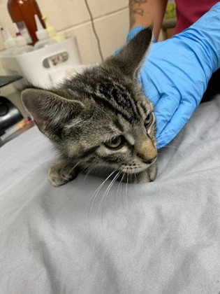 Shelter Stray Male Cat last seen North Charleston, SC 29406, North Charleston, SC 29406