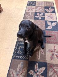 Found/Stray Female Dog last seen Fremont St and Shaw Rd, Stockton CA, Stockton, CA 95215