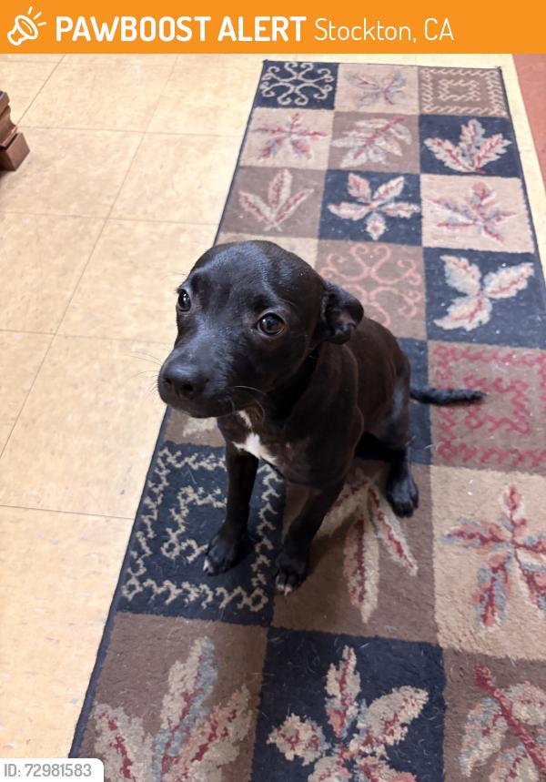 Found/Stray Female Dog last seen Fremont St and Shaw Rd, Stockton CA, Stockton, CA 95215