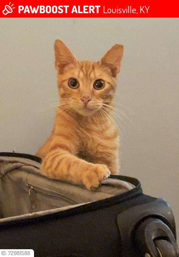 Lost Male Cat last seen Preston Park, Louisville, KY 40217