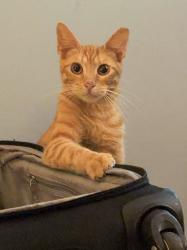 Lost Male Cat last seen Preston Park, Louisville, KY 40217