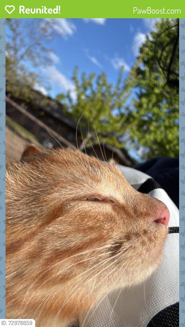 Reunited Female Cat last seen Near N Colfax Ave, Minneapolis, MN 55412, USA, Minneapolis, MN 55412