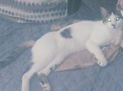 Lost Male Cat last seen Near quail ln, Norwalk, CA 90650