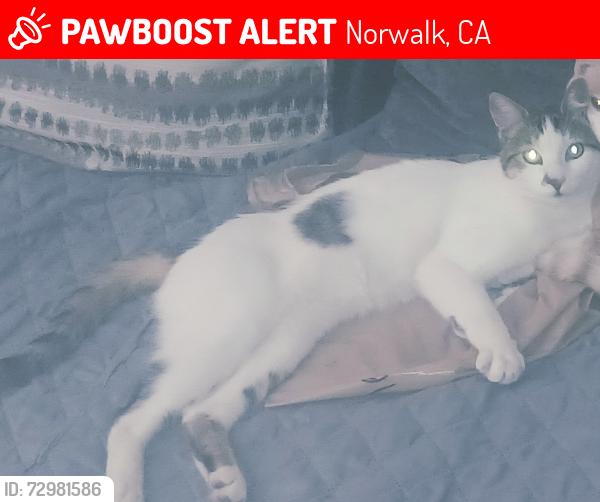 Lost Male Cat last seen Near quail ln, Norwalk, CA 90650