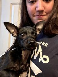 Reunited Male Dog last seen Tres Rios, San Angelo, TX 76903