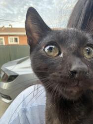 Lost Female Cat last seen 106th and Freeman, Inglewood, CA 90304